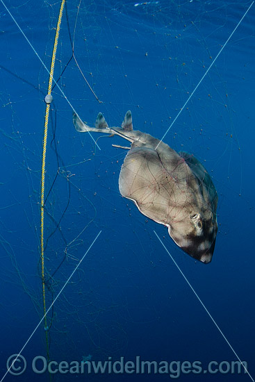 Guitarfish caught in Gill Net photo Guitarfish caught in Gill Net photo