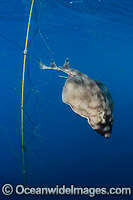 Guitarfish caught in Gill Net Photo - Andy Murch