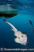 Guitarfish caught in Gill Net Photo - Andy Murch
