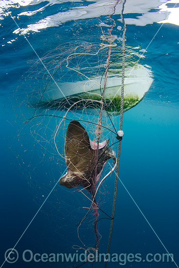 Bat Ray caught in Gill Net photo Bat Ray caught in Gill Net photo