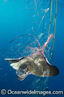 Bat Ray caught in Gill Net Photo - Andy Murch