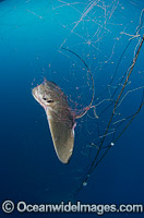Bat Ray caught in Gill Net Photo - Andy Murch
