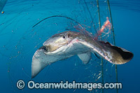 Bat Ray caught in Gill Net Photo - Andy Murch