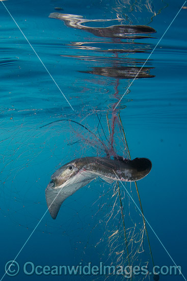 Bat Ray caught in Gill Net photo Bat Ray caught in Gill Net photo