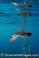 Bat Ray caught in Gill Net Photo - Andy Murch