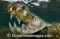 American Crocodile Jaws Photo - Andy Murch
