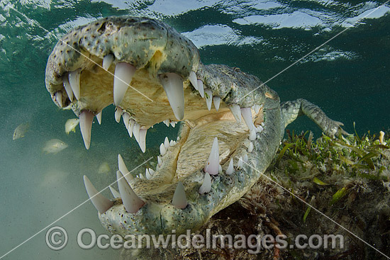 American Crocodile Jaws photo