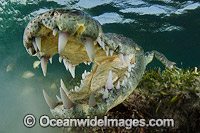 American Crocodile Jaws Photo - Andy Murch