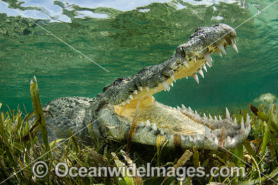 American Crocodile Jaws photo American Crocodile Jaws photo