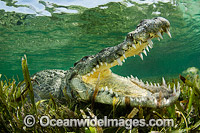 American Crocodile Jaws Photo - Andy Murch