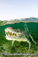 American Crocodile Jaws Photo - Andy Murch