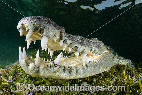 American Crocodile Jaws photo