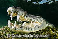 American Crocodile Jaws Photo - Andy Murch