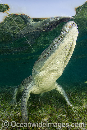 American Crocodile photo American Crocodile photo