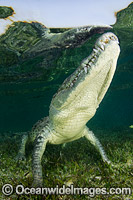 American Crocodile Photo - Andy Murch