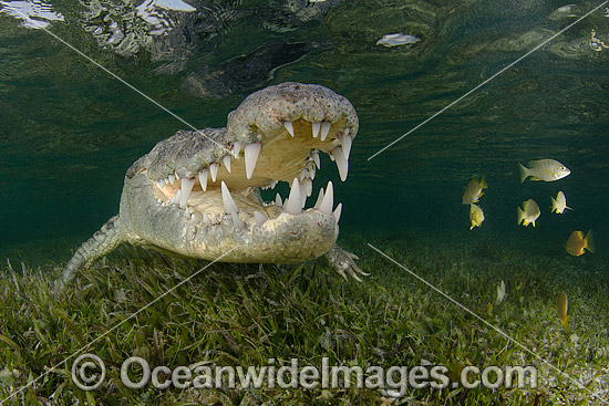 American Crocodile Jaws photo