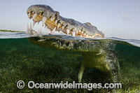 American Crocodile Jaws Photo - Andy Murch