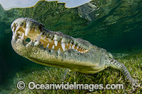 American Crocodile Jaws Photo - Andy Murch