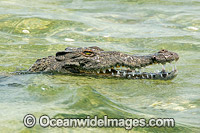 American Crocodile Photo - Andy Murch