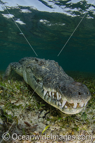 American Crocodile photo