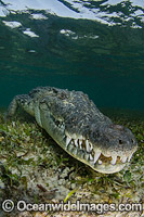 American Crocodile Photo - Andy Murch