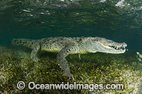 American Crocodile Photo - Andy Murch
