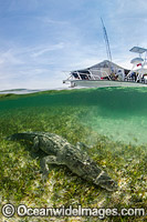 American Crocodile Photo - Andy Murch