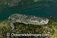 American Crocodile Photo - Andy Murch
