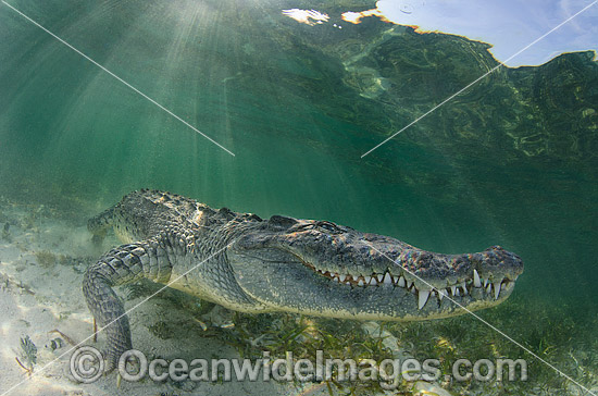 American Crocodile photo