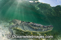 American Crocodile Photo - Andy Murch