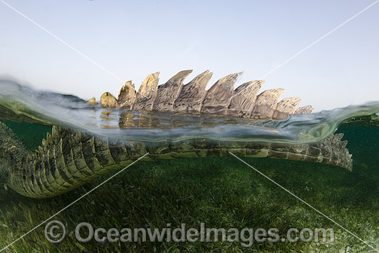 American Crocodile tail photo