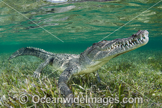 American Crocodile photo