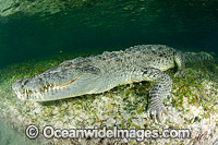 American Crocodile Photo - Andy Murch