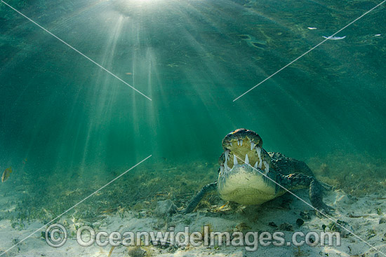 American Crocodile photo American Crocodile photo