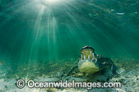 American Crocodile Photo - Andy Murch