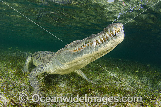 American Crocodile photo