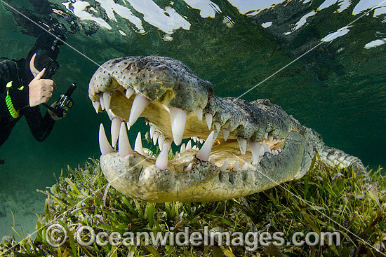 Diver Photographin American Crocodile photo