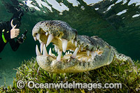 Diver Photographin American Crocodile Photo - Andy Murch