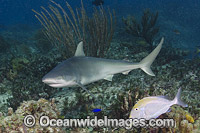 Blacknose Shark Photo - Andy Murch