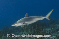 Blacknose Shark Photo - Andy Murch