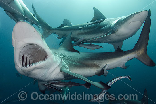 Blacktip Shark Carcharhinus limbatus photo Blacktip Shark Carcharhinus limbatus photo
