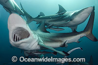 Blacktip Shark Carcharhinus limbatus Photo - Andy Murch