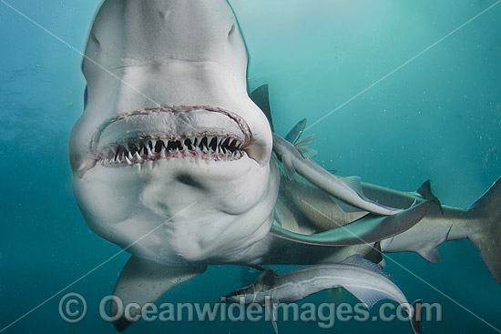 Blacktip Shark photo