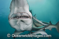 Blacktip Shark Photo - Andy Murch