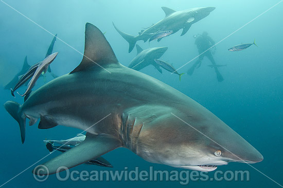 Blacktip Shark South Africa photo Blacktip Shark South Africa photo