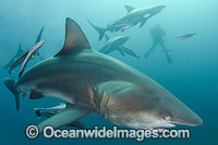 Blacktip Shark South Africa Photo - Andy Murch
