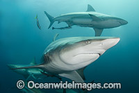 Blacktip Shark Carcharhinus limbatus Photo - Andy Murch
