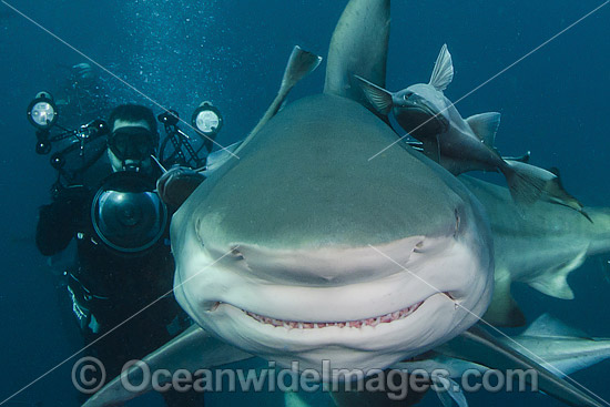 Blacktip Shark South Africa photo