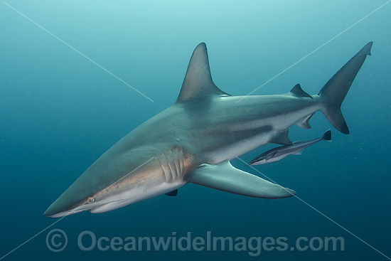 Blacktip Shark Carcharhinus limbatus photo Blacktip Shark Carcharhinus limbatus photo