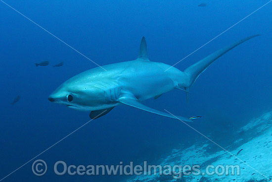 Thresher Shark Alopias pelagicus photo Thresher Shark Alopias pelagicus photo